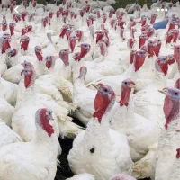 بوقلمون بیوتی