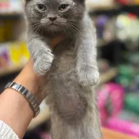 اسکاتیش خوشگل