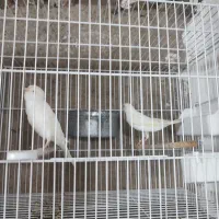 قناری سفید طلایی سبز چمنی