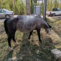 مادیان ۵ ساله|اسب و تجهیزات اسب‌سواری|سیدآباد, |دیوار