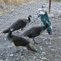 طاووس  ماده