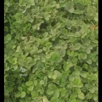 نهال توت فرنگی رقم آلبیون|خدمات باغبانی و درختکاری|علی‌آباد کتول, |دیوار