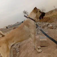 سگ سرابی .توله