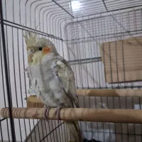 عروس هلندی ماده