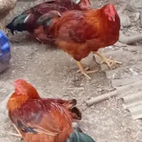 حنایی خروس ،غاز|حیوانات مزرعه|قائم‌شهر, |دیوار