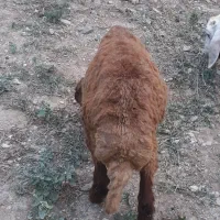 بره نر