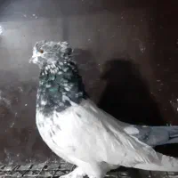 کبوتر|پرنده|رزن, |دیوار