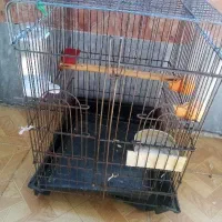 قفس پرنده عرض 34بلندی 45.بدون تخفیف250