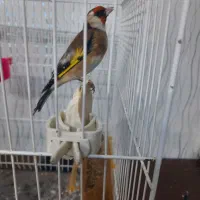 سهره نرچهارگل بخون