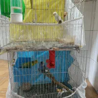 مرغ عشق|پرنده|مشهد, دانشجو|دیوار