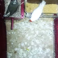 فنچ مولد با تخم|پرنده|پاکدشت, شهرک انقلاب|دیوار