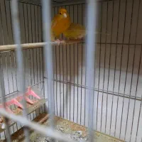 تعدادی قناری با تخم