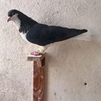 چپ سیاه واکسی