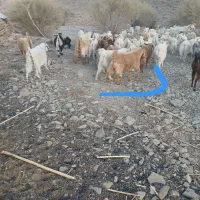 گوسفند  فروشی|حیوانات مزرعه|اسفندقه, |دیوار