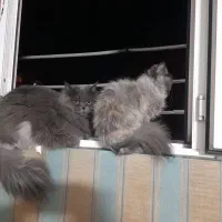 دو عدد گربه‌ پرشین