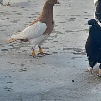 کبوترپرنده یهودی زردماده