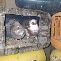 کبوتر|پرنده|قشم, |دیوار