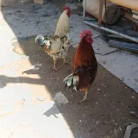 خروس