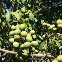 گرد.و ژنو تـیـپ ۹ برتـرین نـژاد دنـیا