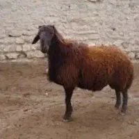 گوسفند