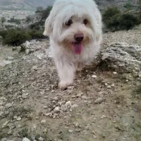 سپا کوتاه پشمالو|سگ|کوه چنار, |دیوار