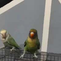 طوطی برزیلی کوتوله