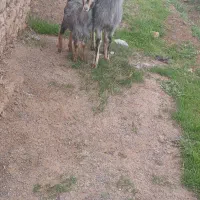 بز بزغاله دار