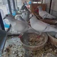 کبوتر رنگی ودورگ