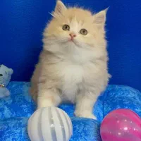 بچه گربه های عروسکی ( مجموعه ایران کتز)|گربه|چالوس, |دیوار