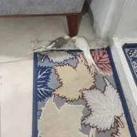 عروس هلندی|پرنده|رشت, نظری|دیوار