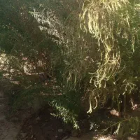 جارو شهرداری دومتر فقط ۱۰۰هزار تومان