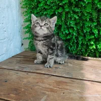 توله گربه اسکاتلندی|گربه|تبریز, |دیوار