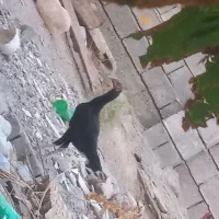 مرغ و خروس|حیوانات مزرعه|میناب, |دیوار