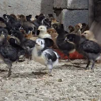 جوجه ۱۶ روزه  و ۸ روزه ساده و کاکلی