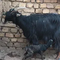 بز و بزغاله