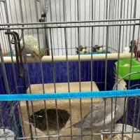 عروس هلندی جفت واکسن خورده