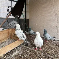 کفتر  فروشی|پرنده|جلفا, |دیوار