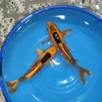 ماهی کوی خاص|ماهی|خمینی‌شهر, |دیوار