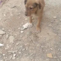 توله دورگه دوبرمن وسرابی|سگ|ایلام, |دیوار