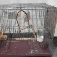 مرغ عشق . طوطی برزیلی . قفس|پرنده|مسجد سلیمان, |دیوار