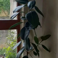 گل و گیاه