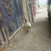 با سلام فروش پنج تا خروس