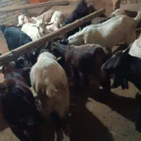 ۱۵عدد بزغاله|حیوانات مزرعه|خمین, |دیوار