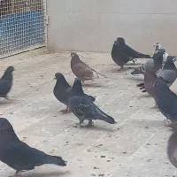کبوتر پرشی