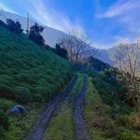 باغی|فروش زمین و ملک کلنگی|رانکوه, |دیوار