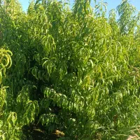 تمامــی نهال یــک ساله،دوسالـه،ســه ساله