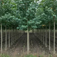 نهال صنوبر درجه یک برای کاشت در باغات