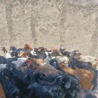 35راس بز غاله