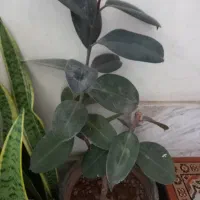 کاج مطبق دوشاخه بزرگ|گل و گیاه طبیعی|بروجرد, |دیوار