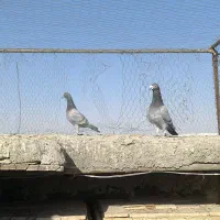 کفتر|پرنده|گناباد, |دیوار